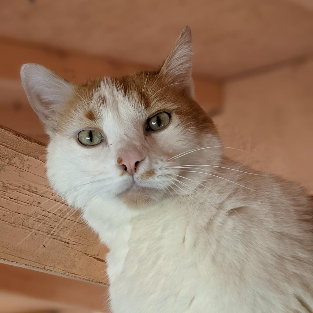 Adoptable Male Male