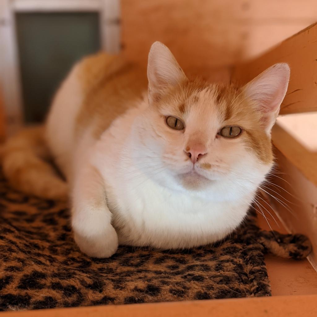 Adoptable Male Male