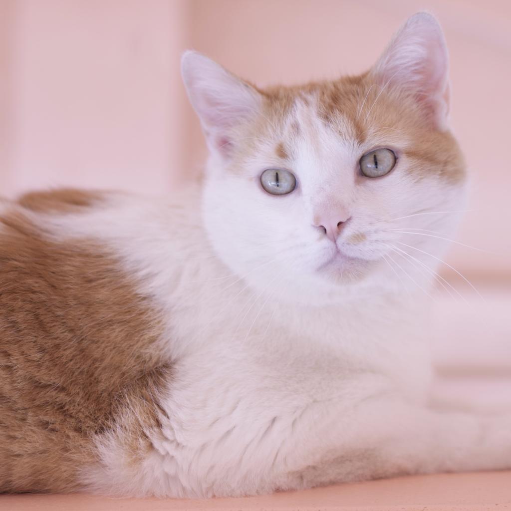 Adoptable Male Male