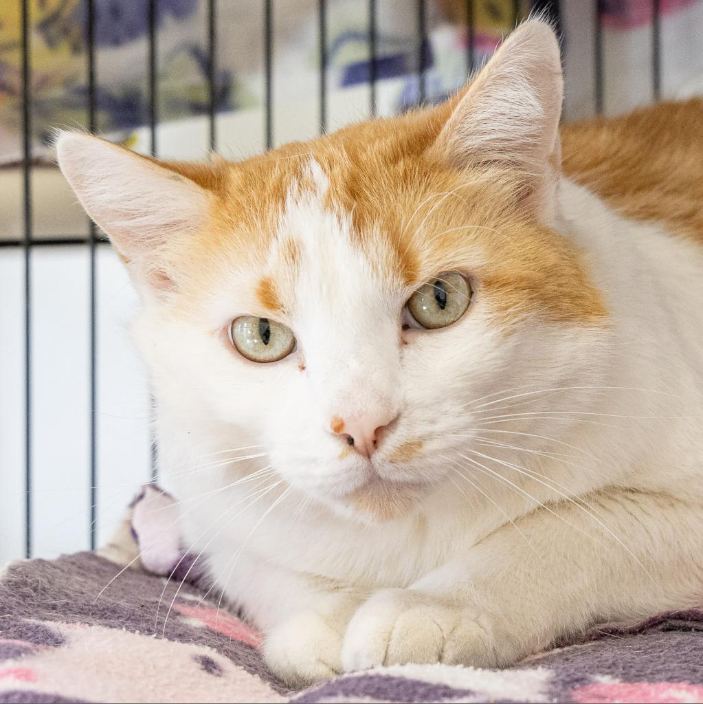 Adoptable Male Male