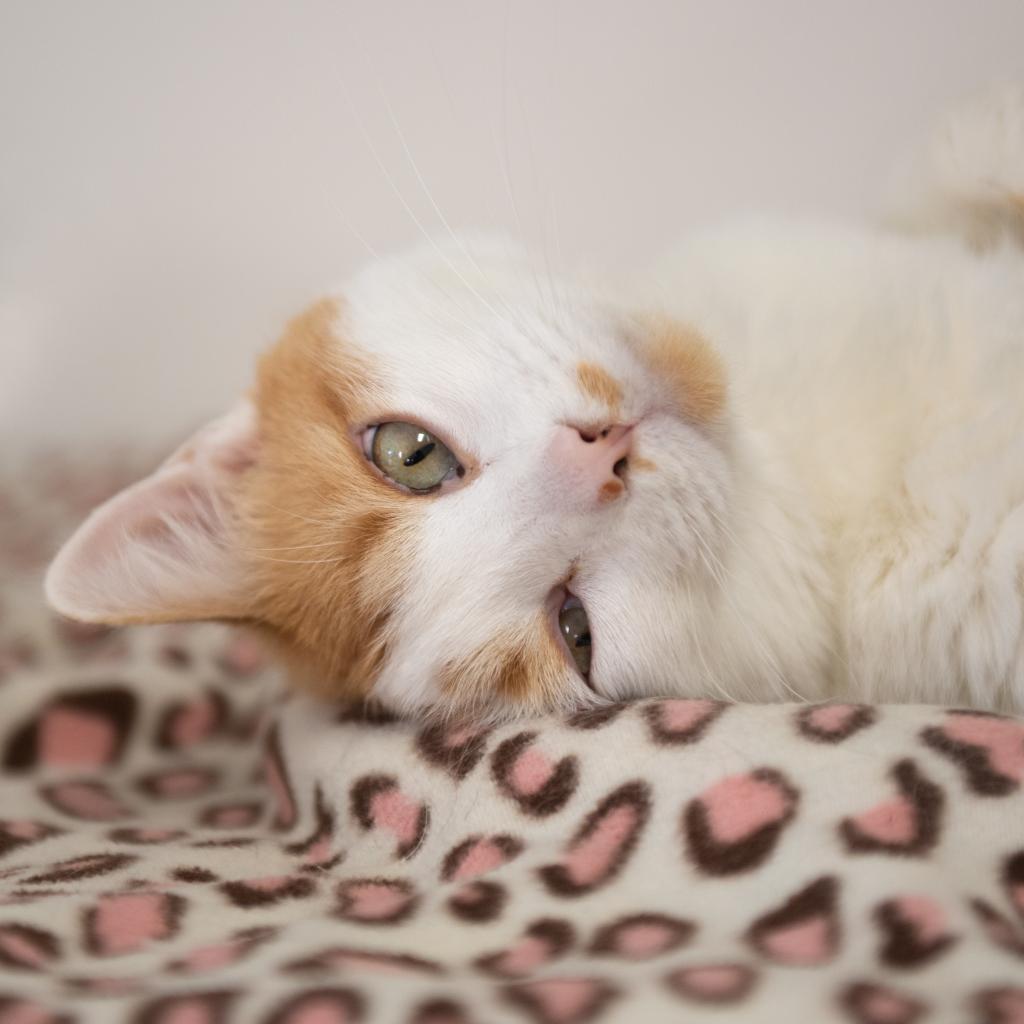 Adoptable Male Male