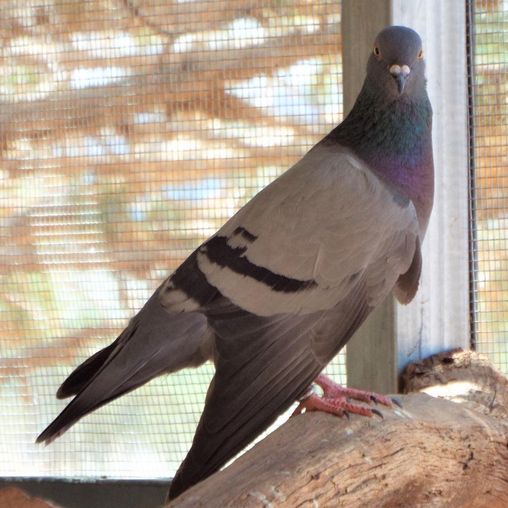 Paloma 254 - Pigeon