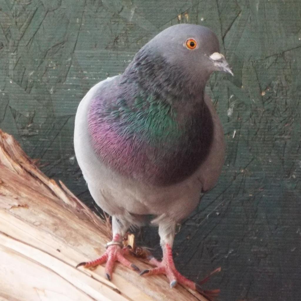 Isadora 299 - Pigeon