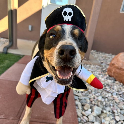Eyesha, an adoptable Bernese Mountain Dog in Kanab, UT