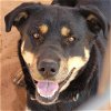adoptable Dog in kanab, UT named Roxy