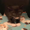 adoptable Cat in kanab, UT named Horton