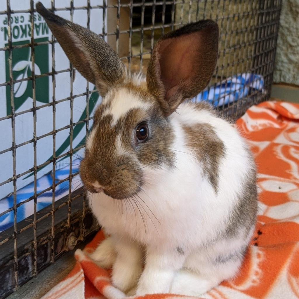 Adoptable Rabbits | Best Friends Animal Society - Save Them All