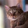 adoptable Cat in kanab, UT named Bert