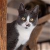 adoptable Cat in kanab, UT named Belle
