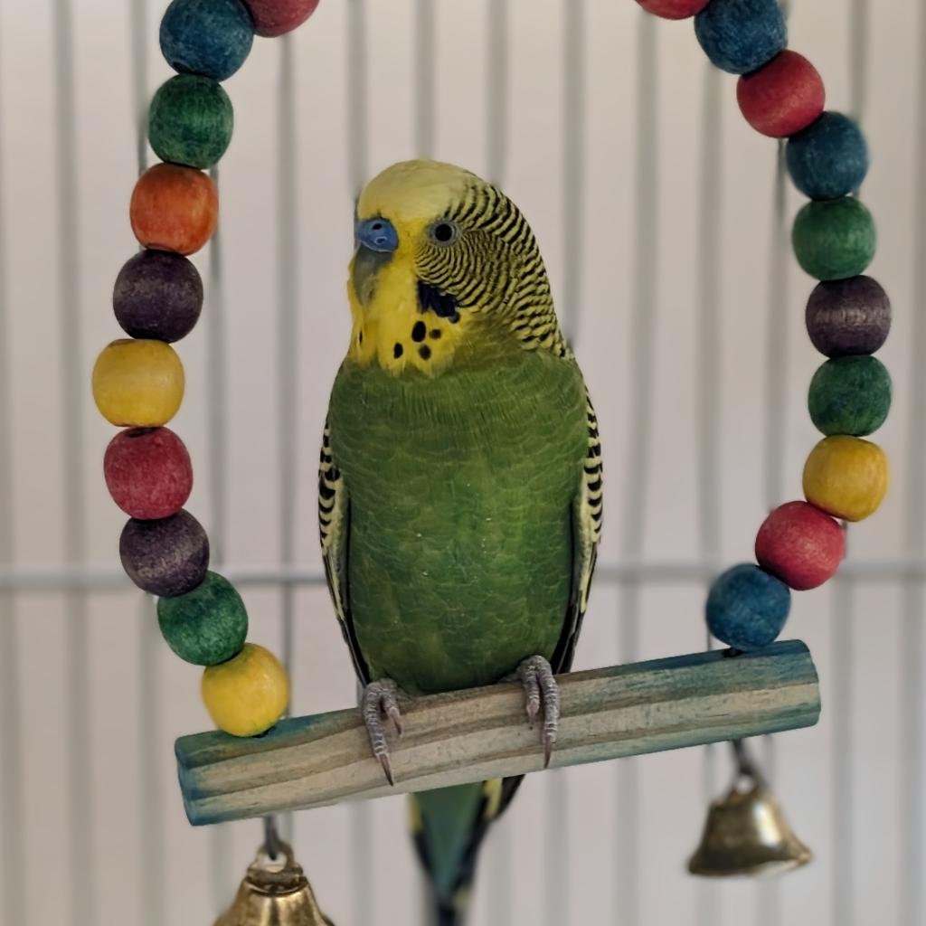 Adoptable Male Male