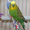 adoptable Bird in  named Sandy
