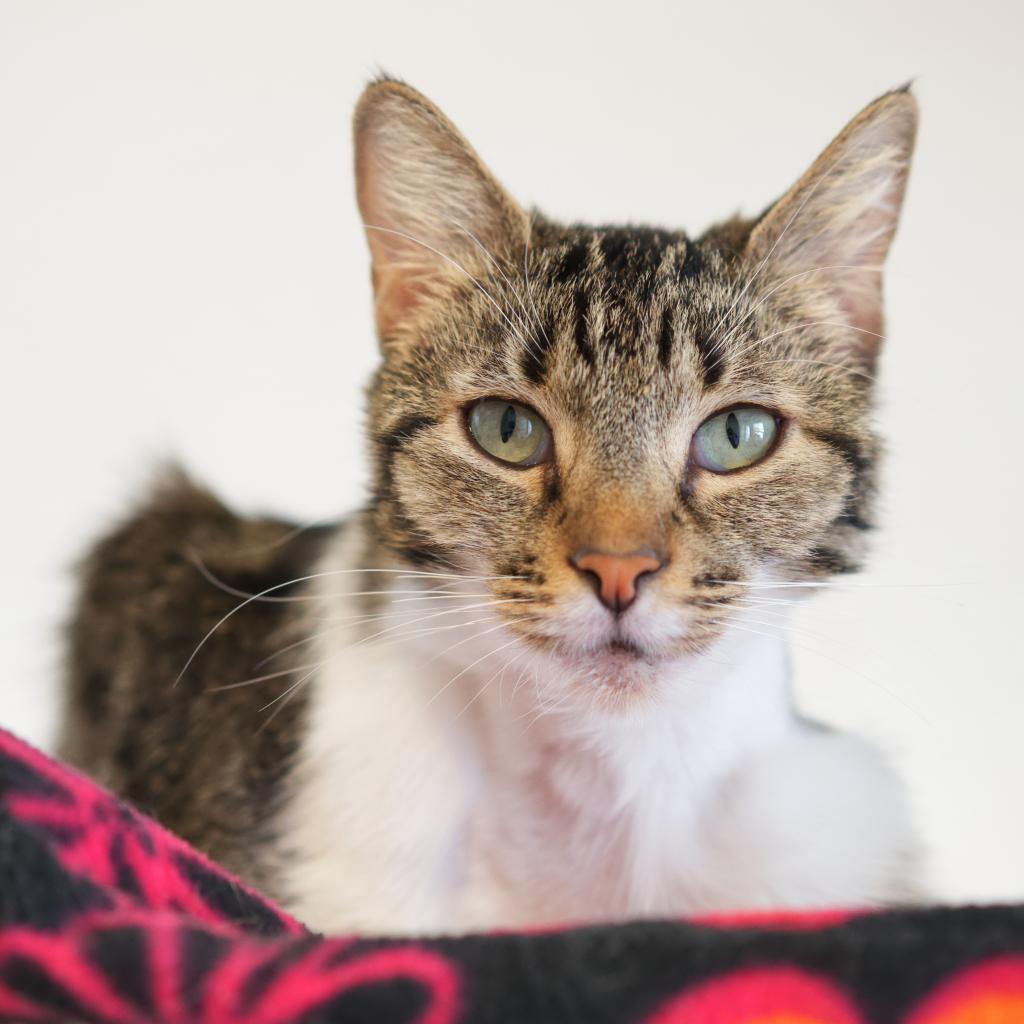 Adoptable Female Female