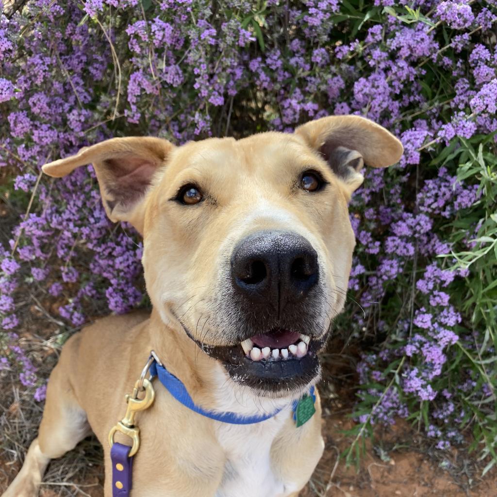Mojito - Labrador Retriever / Mixed