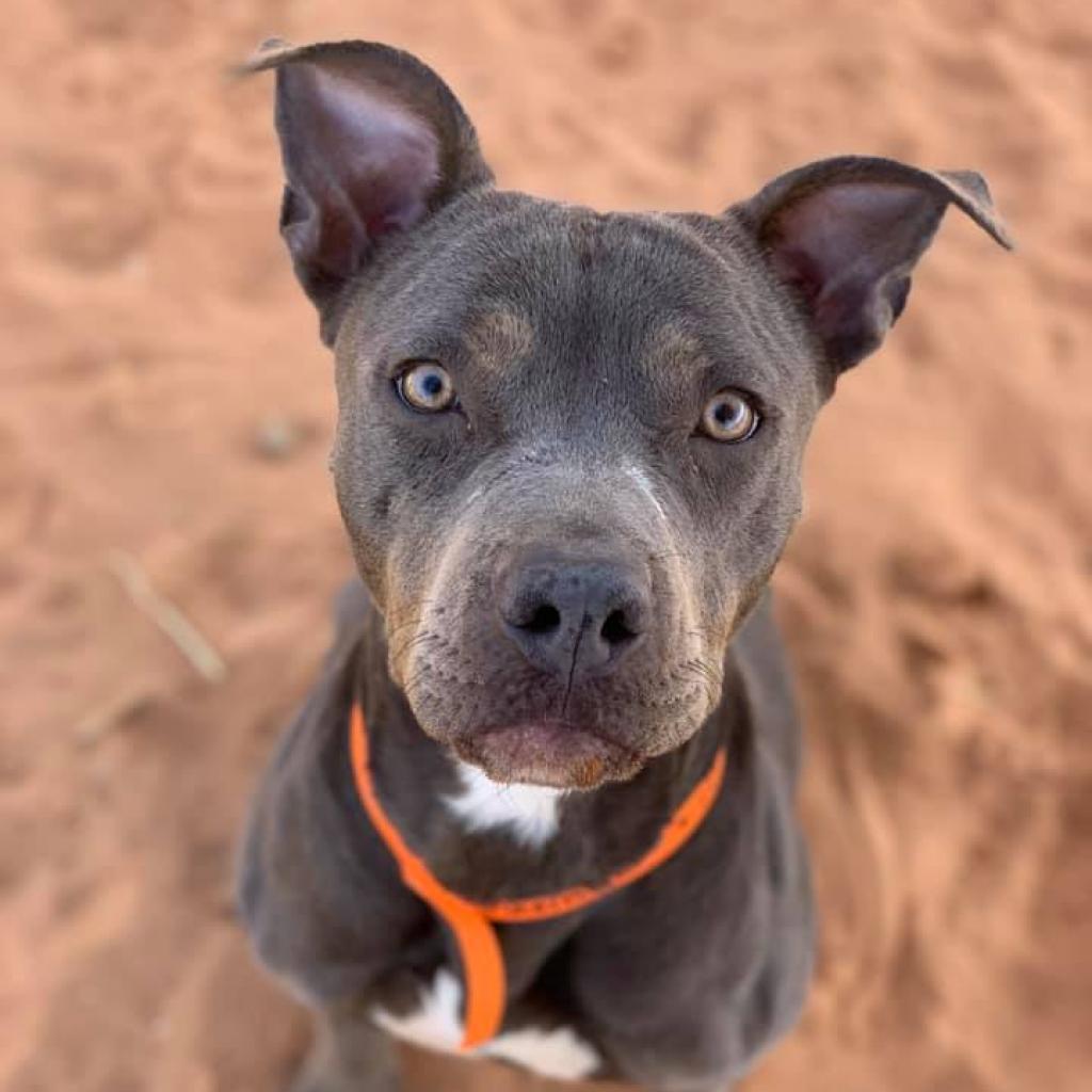 Mint Julep - American Pit Bull Terrier / Mixed