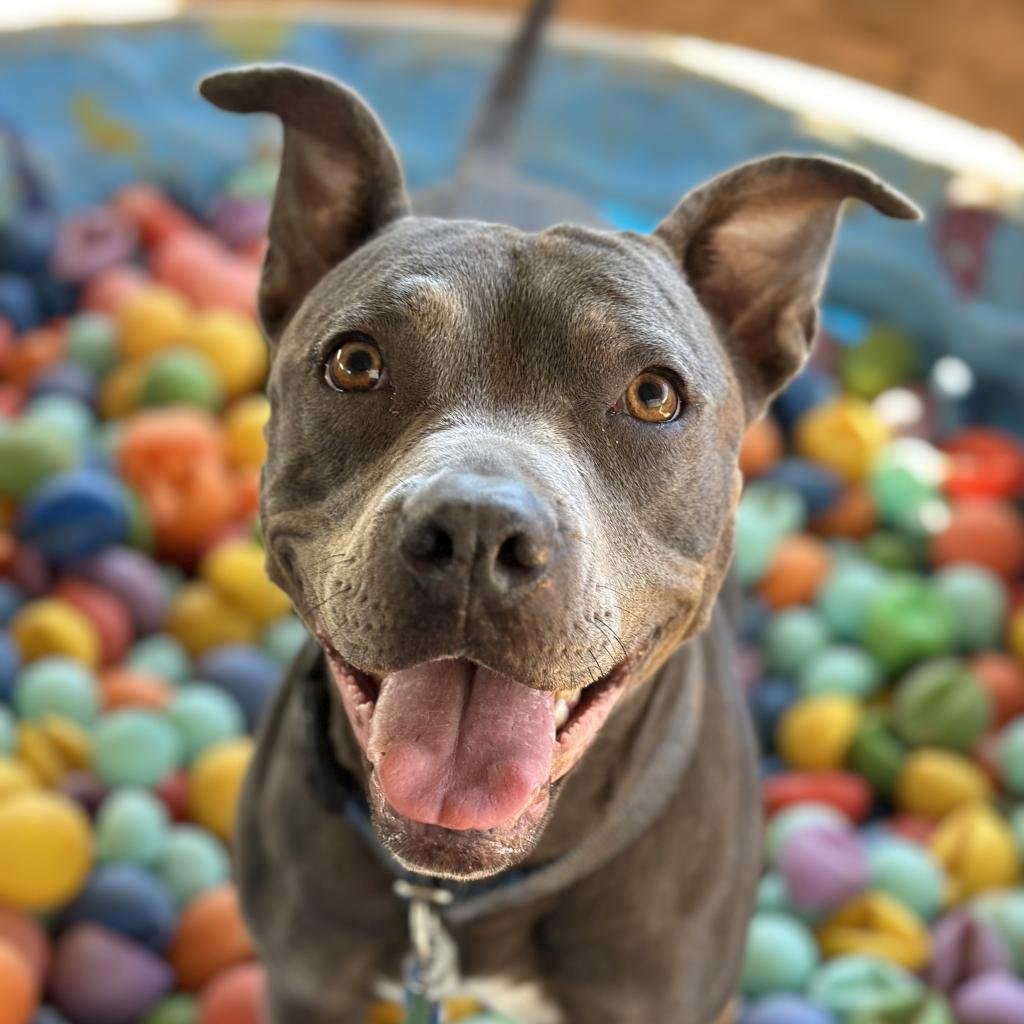 Mint Julep - American Pit Bull Terrier / Mixed