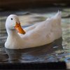 adoptable Duck in kanab, UT named Anthony