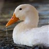 adoptable Duck in , UT named Jack