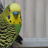 adoptable Bird in  named Fish