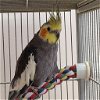 adoptable Bird in kanab, UT named Alphie
