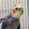 adoptable Bird in , UT named Jess