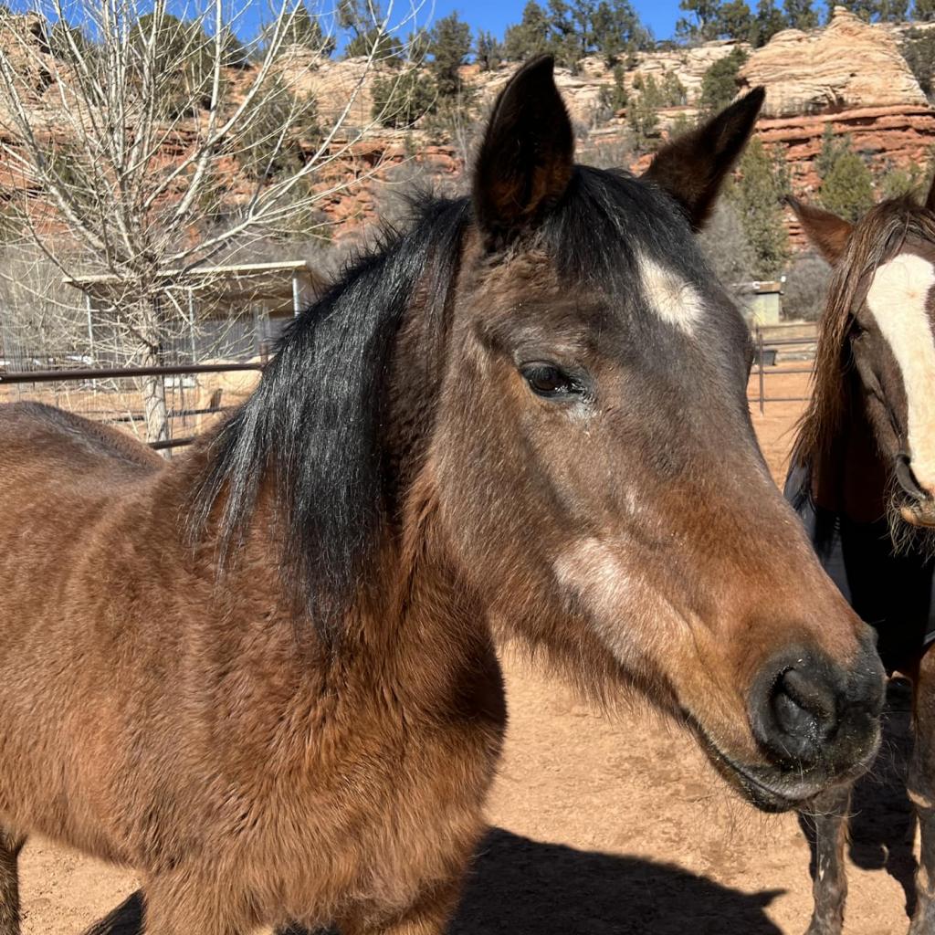 adoptable Horse in Kanab, UT named Hadda