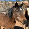 adoptable Horse in  named Hadda