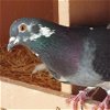 adoptable Bird in kanab, UT named Petey 259