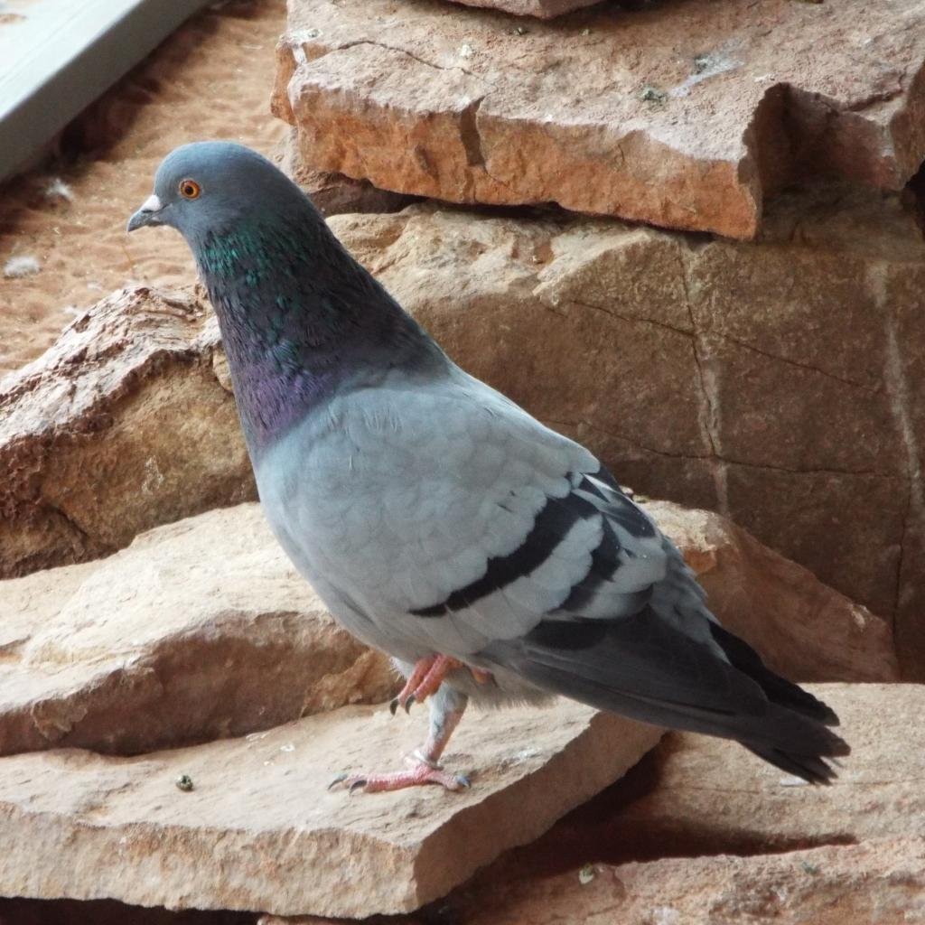 Rocko 244 - Pigeon