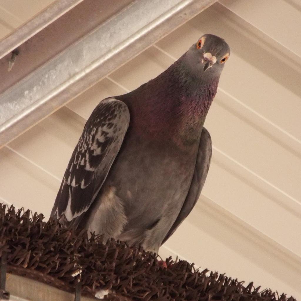 Adrian 264 - Pigeon
