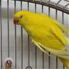 adoptable Bird in kanab, UT named Petra Rose