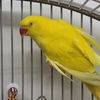 adoptable Bird in  named Petra Rose
