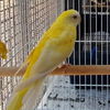 adoptable Bird in  named Helga