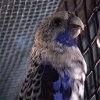 adoptable Bird in kanab, UT named Bill