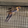adoptable Bird in  named Ginny