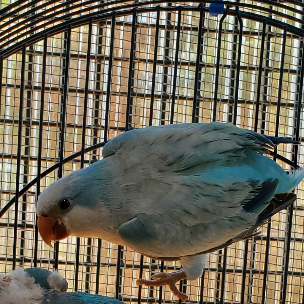Seamus - Parakeet - Other