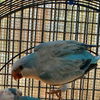 adoptable Bird in  named Seamus