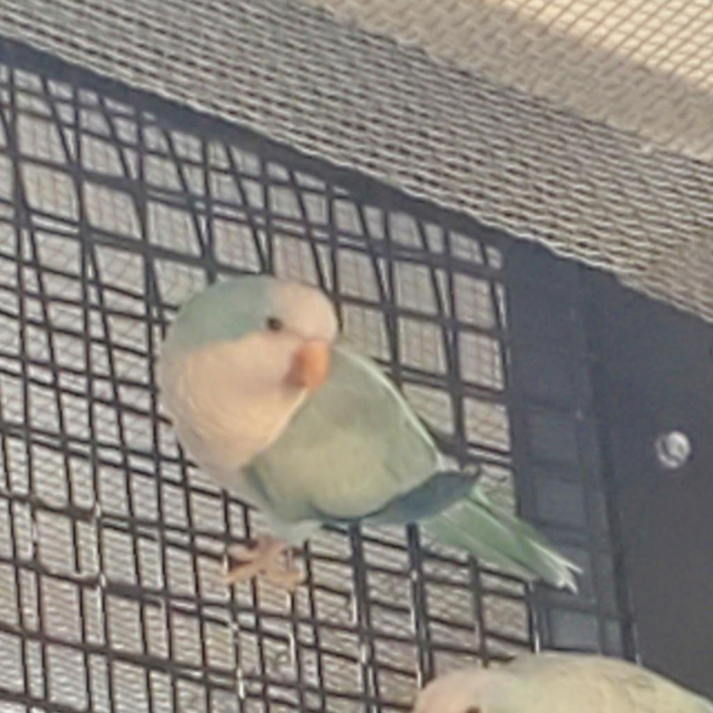 Cedric - Parakeet - Other
