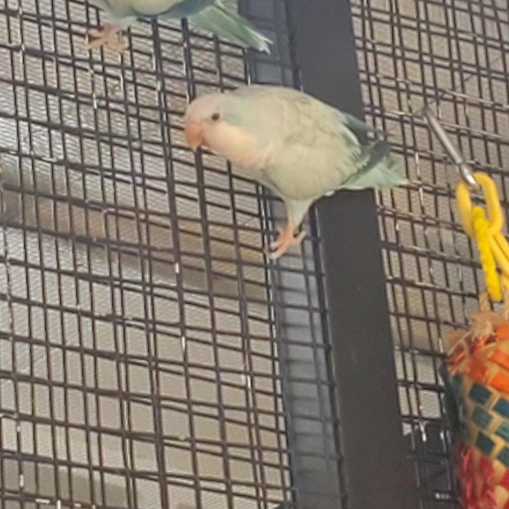 Neville - Parakeet - Other