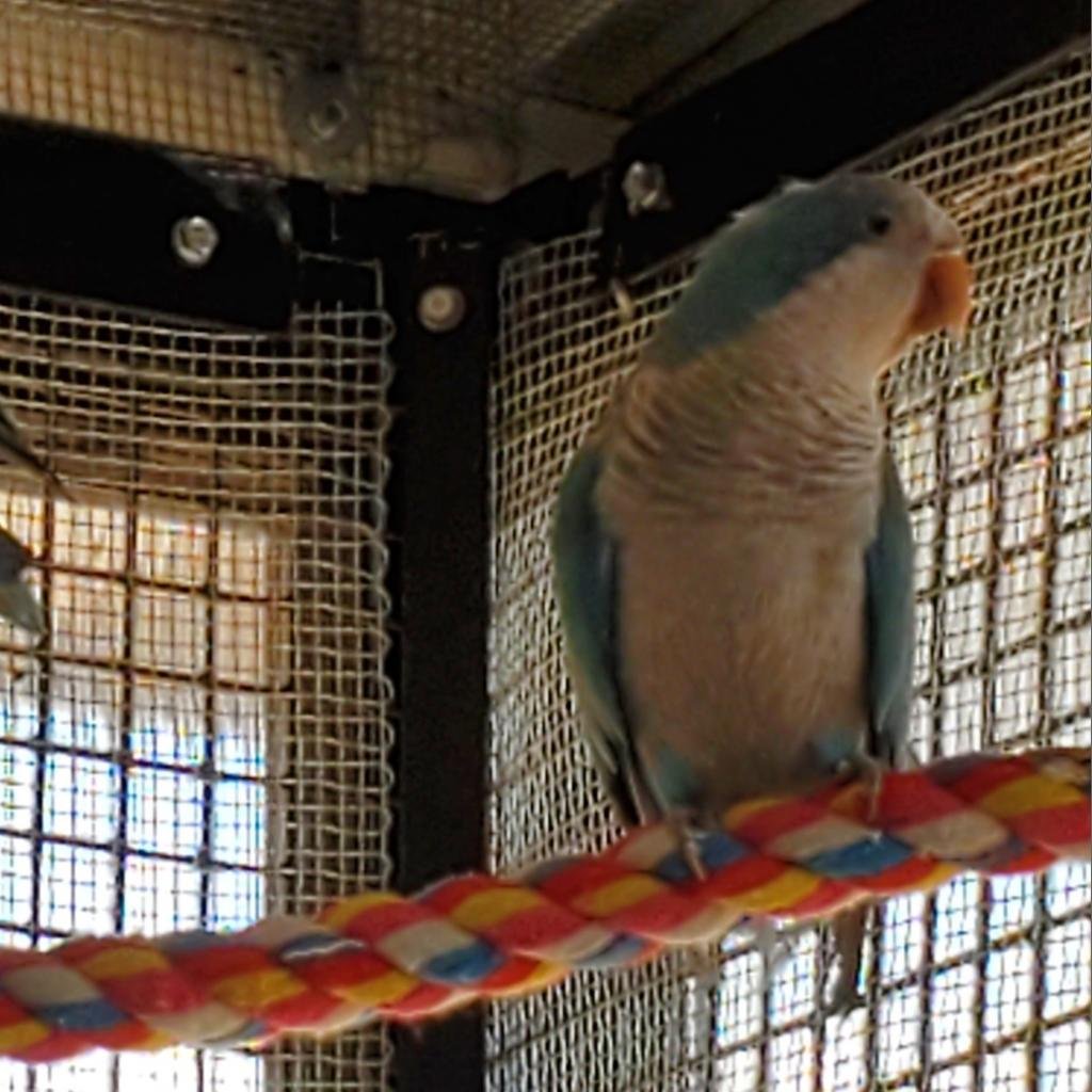 Remus - Parakeet - Other