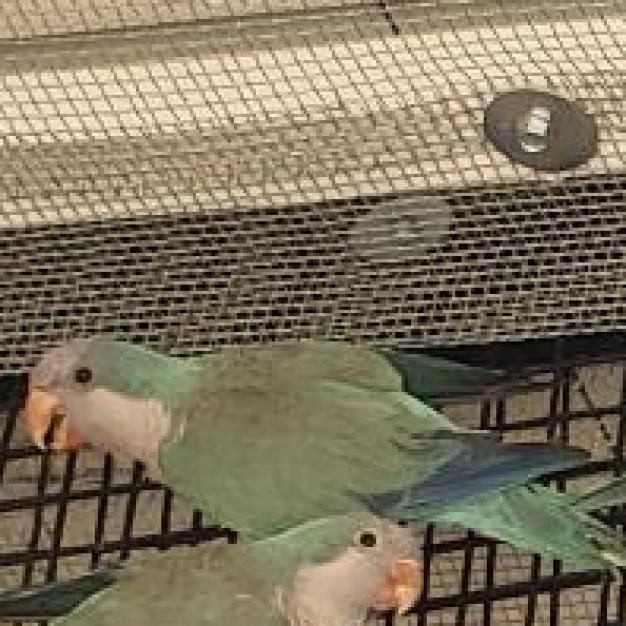 Fenrir - Parakeet - Other