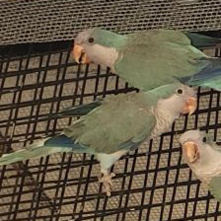 Ludo - Parakeet - Other