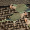 adoptable Bird in  named Ludo