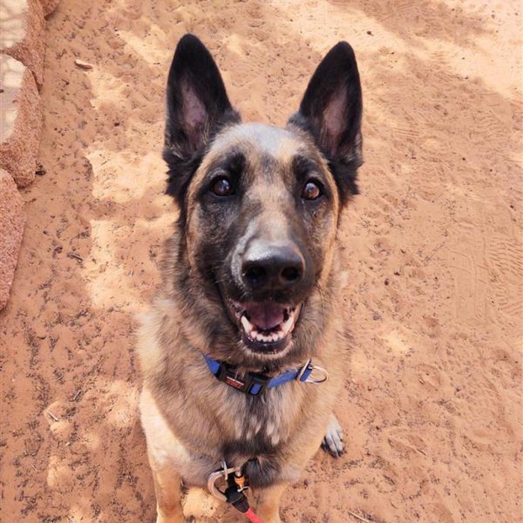 Marge - German Shepherd Dog / Belgian Shepherd Malinois / Mixed