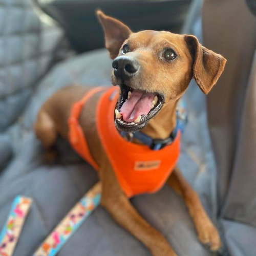 Mort — thumbnail 13