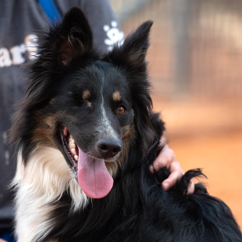 Genya - Australian Shepherd / Mixed