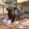 adoptable Pig in  named Mary Jane