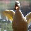 adoptable Duck in  named Serene