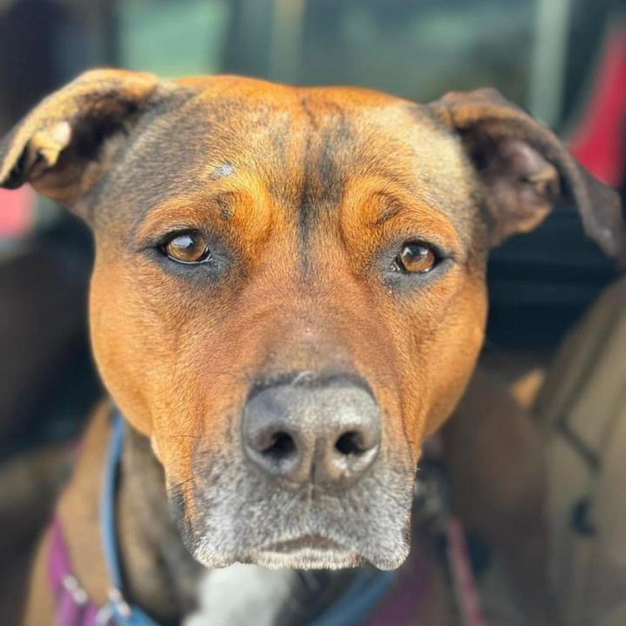 Ember