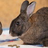 adoptable Rabbit in kanab, UT named Molly
