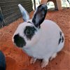 adoptable Rabbit in  named Blackberry